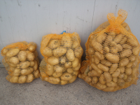 Pomme de terre bintje