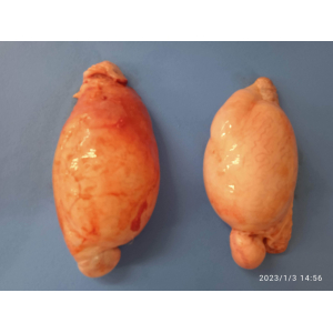 Taureau de haute-saône - couille de taureau