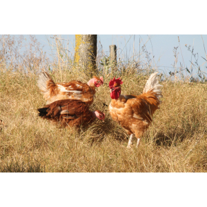 Cuisses de poulet x2 cou nu gâtinais bio