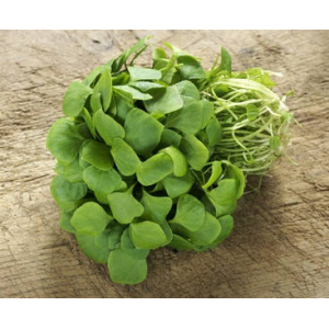 Pourpier d hiver en botte