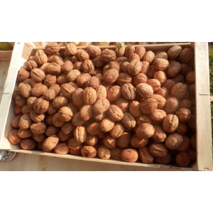 Noix, variété franquette-non calibrées