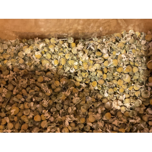 Camomille matricaire bio