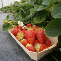 Plants fraisiers cantaliss par 10