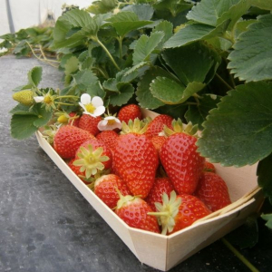 Plants fraisiers cantaliss par 10