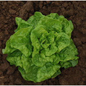 Plants de laitue reine de juillet
