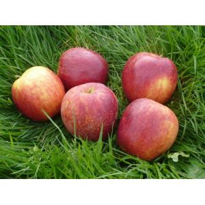 Pomme variété jonagored