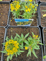 Giroflée jaune en pot de 3l