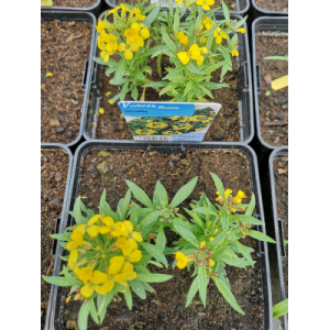 Giroflée jaune en pot de 3l