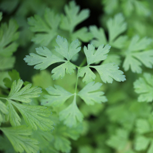 Plant aromatique persil plat