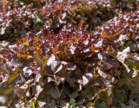 Plants de feuille de chêne rouge