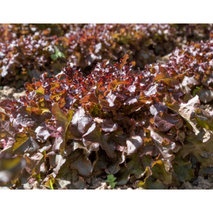 Plants de feuille de chêne rouge