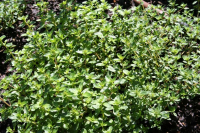 Plante vivace thym citron