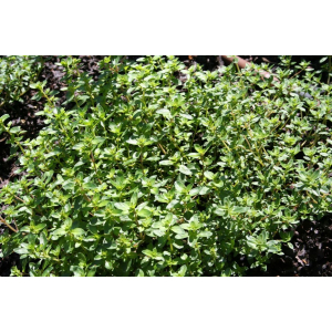 Plante vivace thym citron