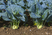 Plants de chou-rave