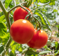 Plant tomate précoce glacier