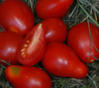 Plant tomate cerise poire rouge