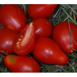 Plant tomate cerise poire rouge