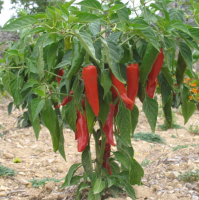 Plant piment gorria dit d'espelette