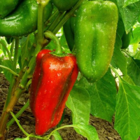 Plant poivron rouge doux d'espagne