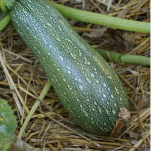 Plant courgette grise d'alger