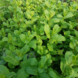 Menthe fraîche nanah!