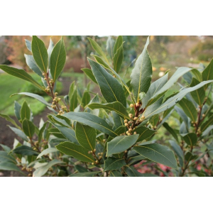 Feuilles de laurier fraîches