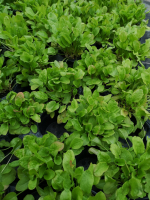 Plant d'oseille pot 13 cm