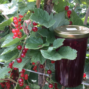Confiture fraise/rhubarbe