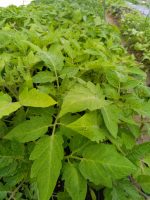 Plants de tomates bio, variétés anciennes