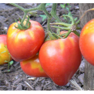 Plant de tomate coeur de boeuf