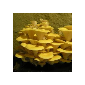 Pleurote jaune frais