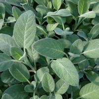 Plant de sauge officinale pot 13 cm