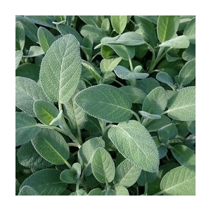 Plant de sauge officinale pot 13 cm