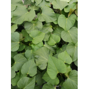 Plant de patate douce en pot 10.5 cm