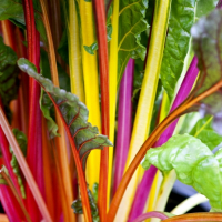 Plants de bettes à cardes multicolores