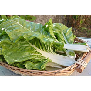 Plants de bettes blondes à cardes blanches