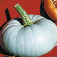 Plant courge potiron bleu de hongrie
