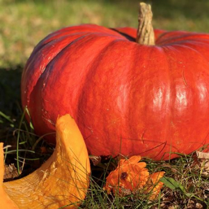 Plant courge potiron rouge vif d'etampes