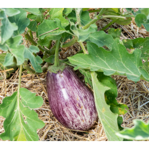 Plant aubergine tsakonik