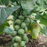 Plants de chou de bruxelles