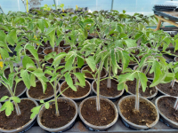 Lot de 11 pieds de tomates