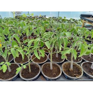 Lot de 11 pieds de tomates