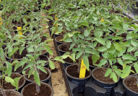 Tomate cerise ancienne blush