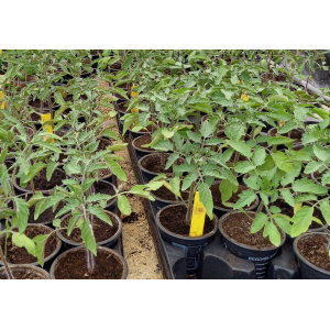 Tomate cerise ancienne blush