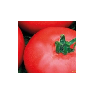 Plant tomate - joie de la table