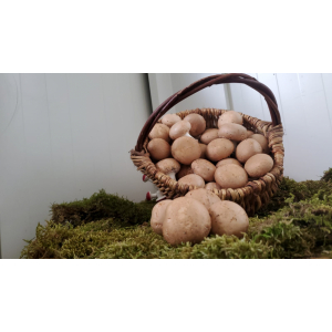Champignons bruns de paris frais 500 g