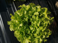 Salade feuille de chêne verte