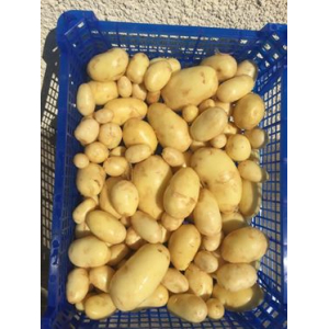 Pomme de terre nouvelle