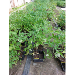 Tomates cerises x 3 pieds