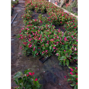 Bégonias dragon rose 10 pieds